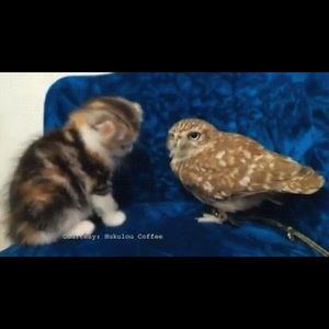 Meet your Posher, Roxanne